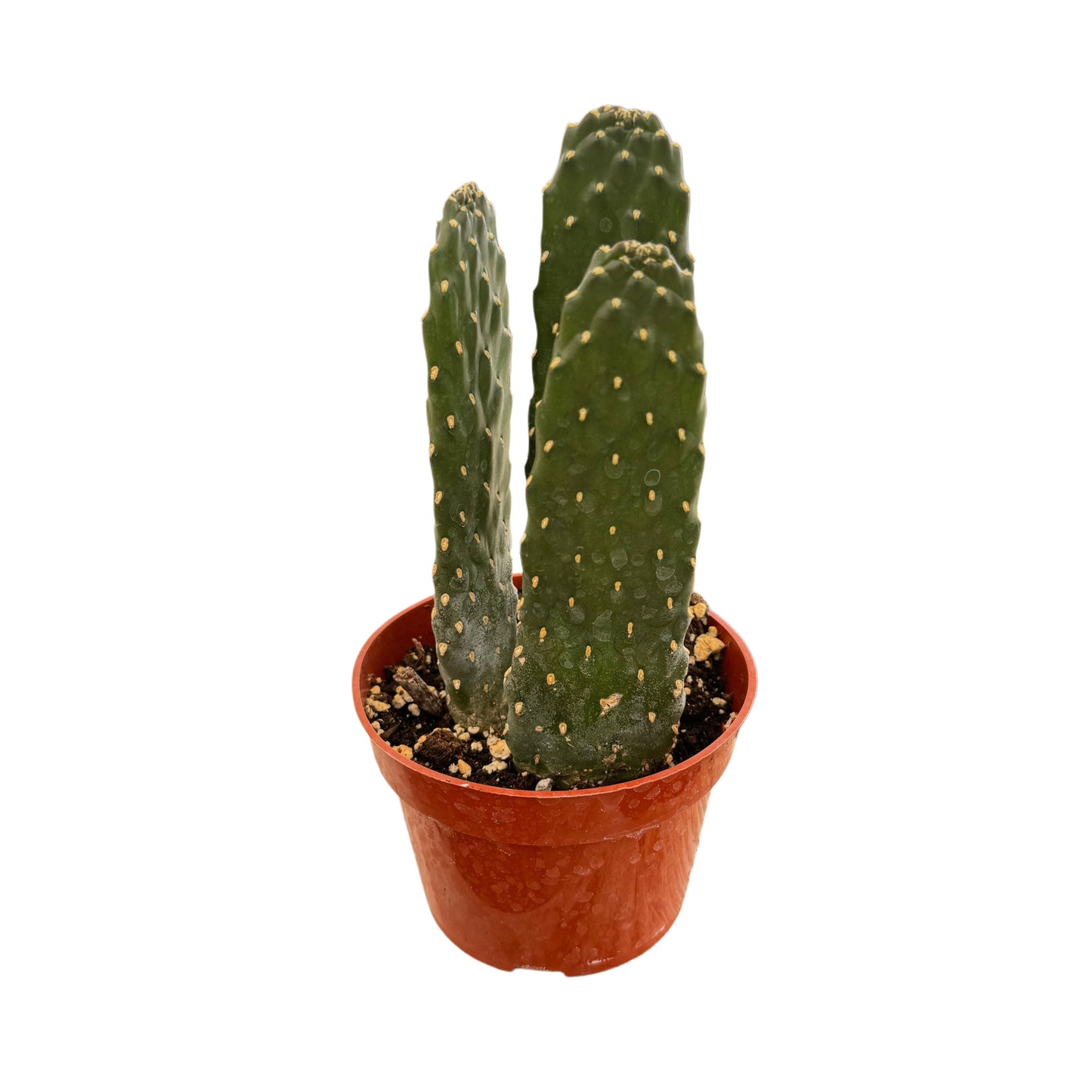 Opuntia consolea