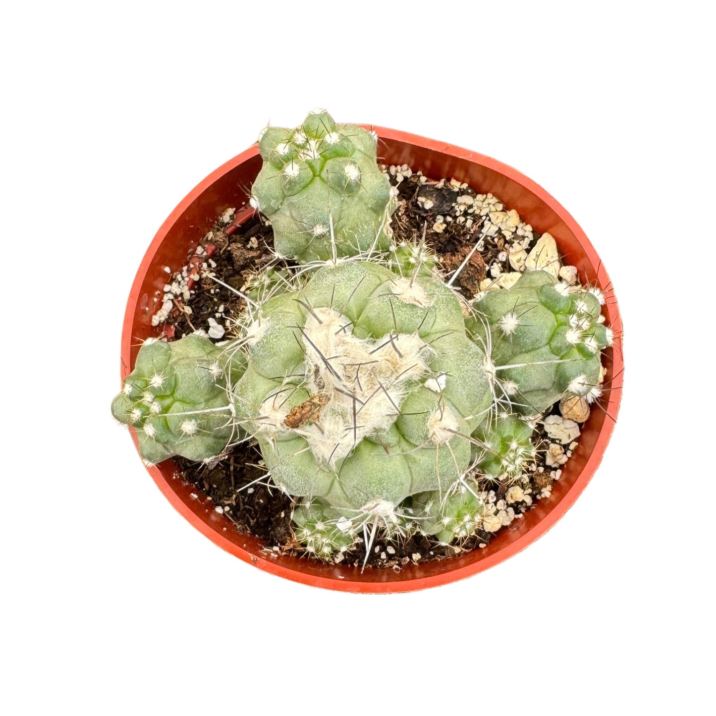 Copiapoa humilis