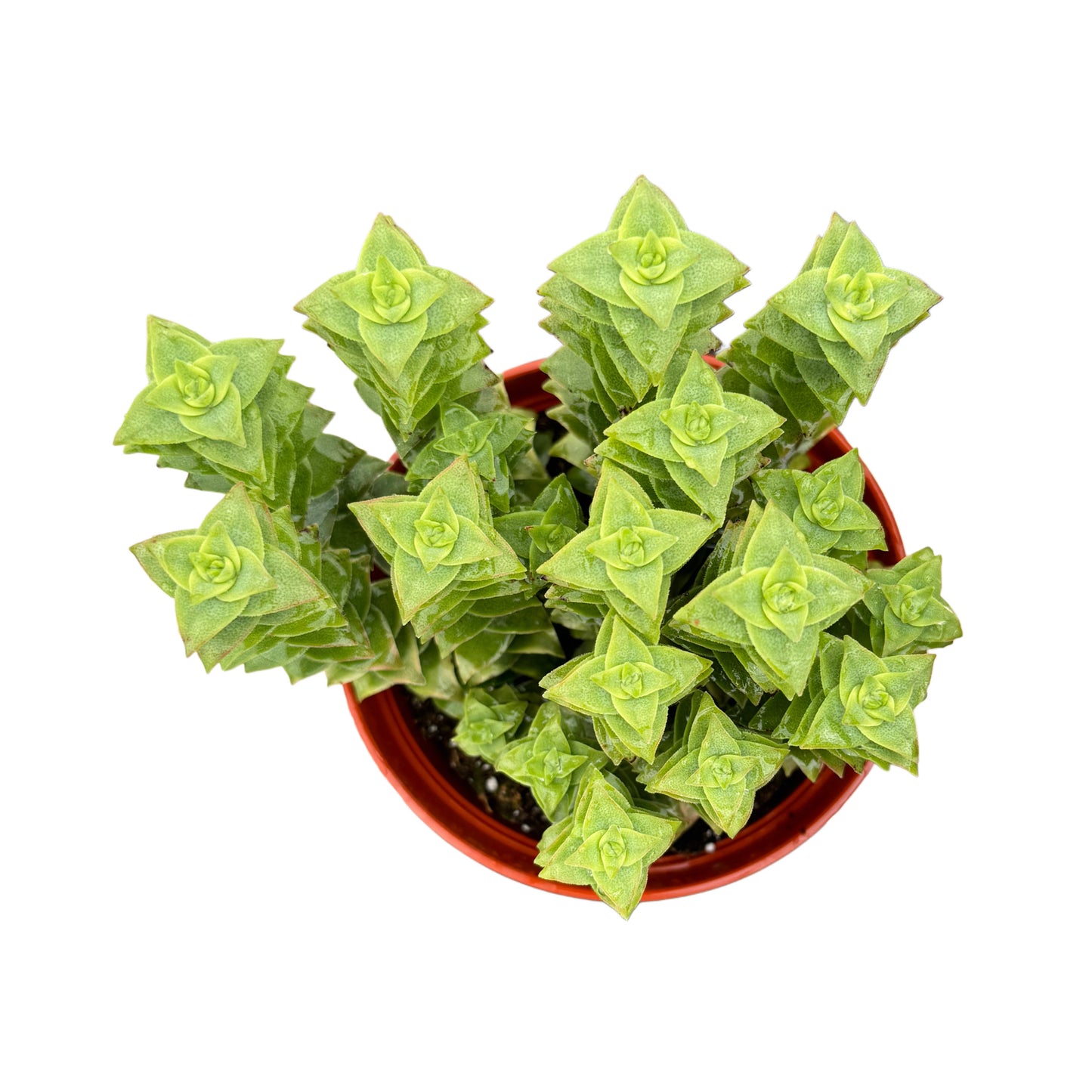 Crassula perforata variegata