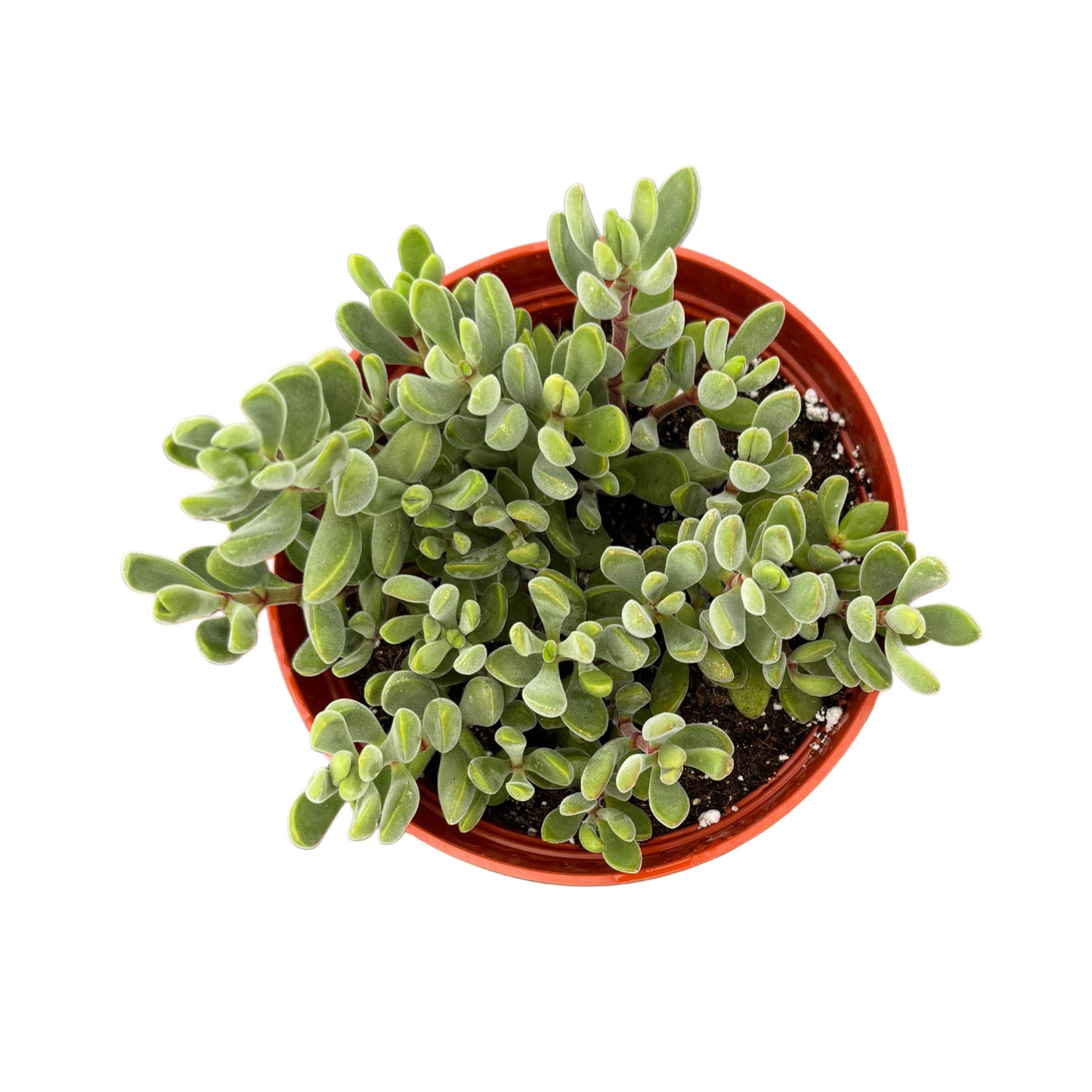 Crassula congesta