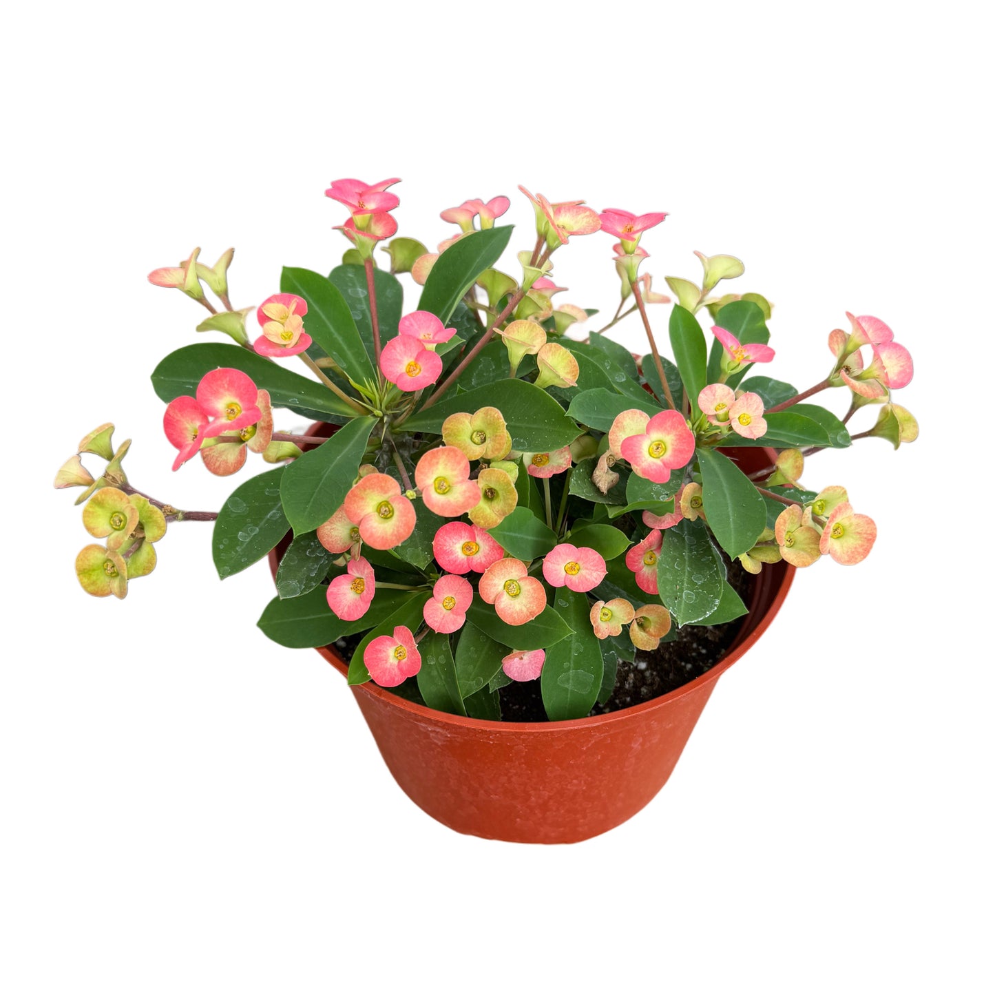 Euphorbia milli (Pink)