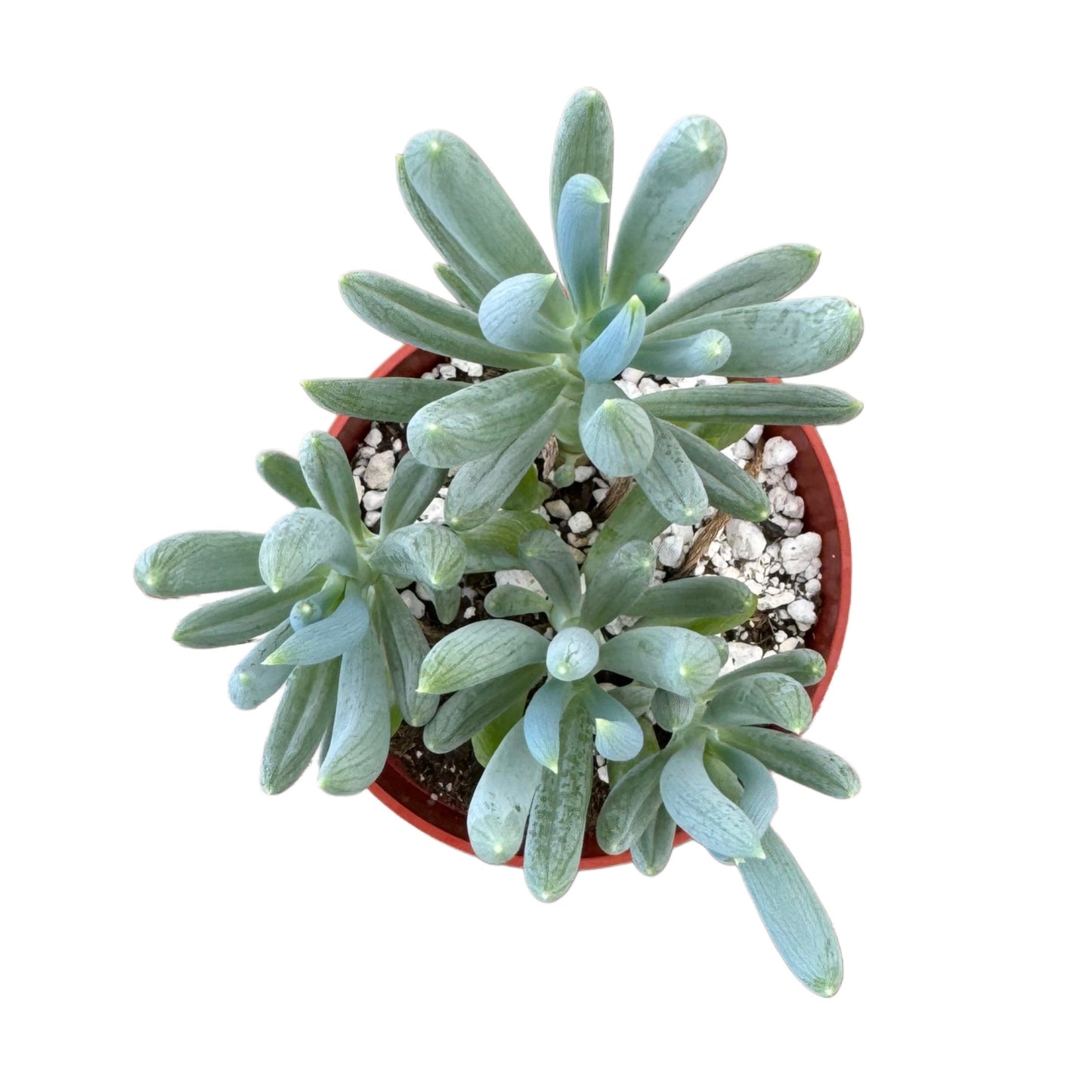 Senecio serpens