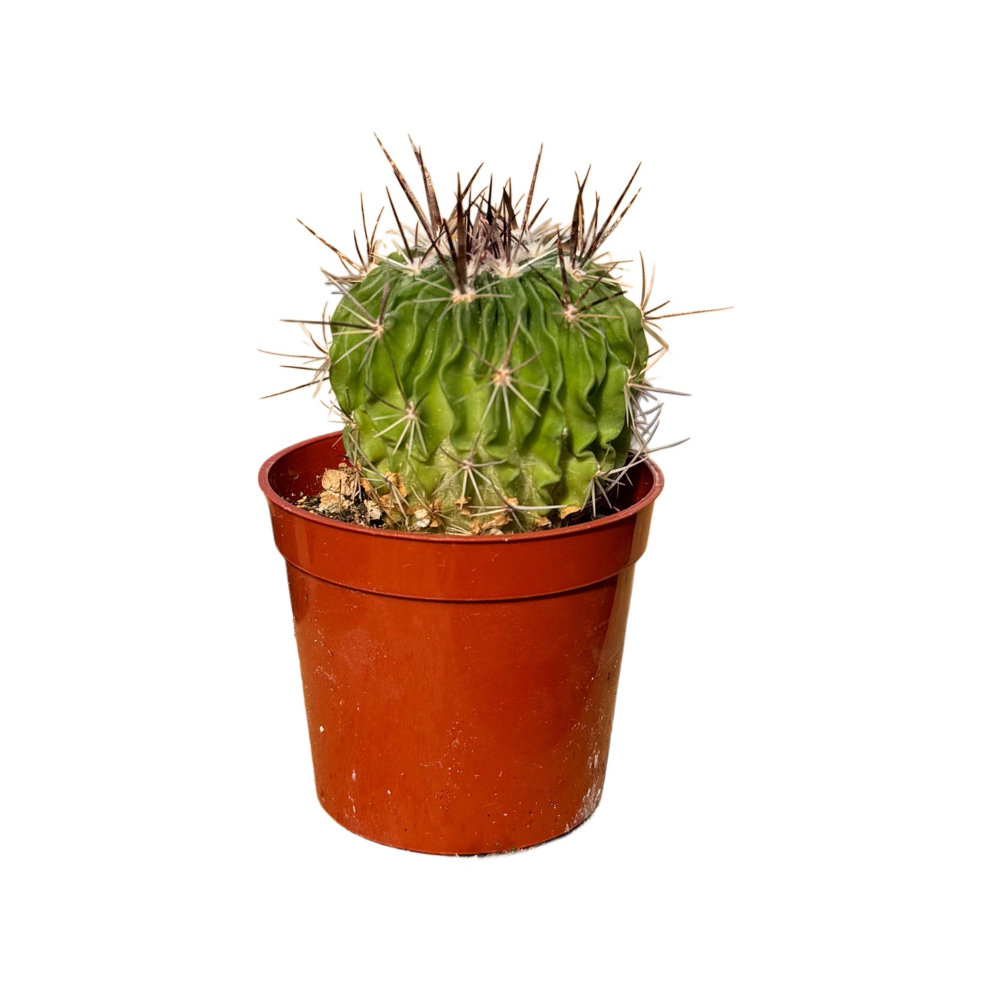 Stenocactus multicostatus