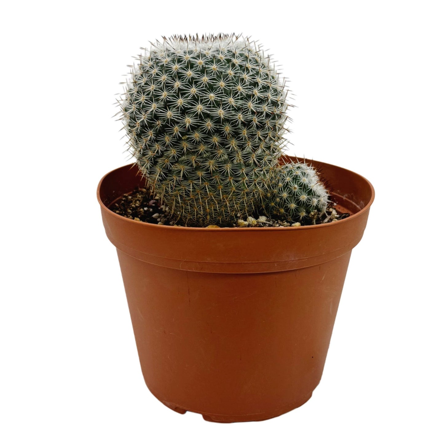 Mammillaria elegans