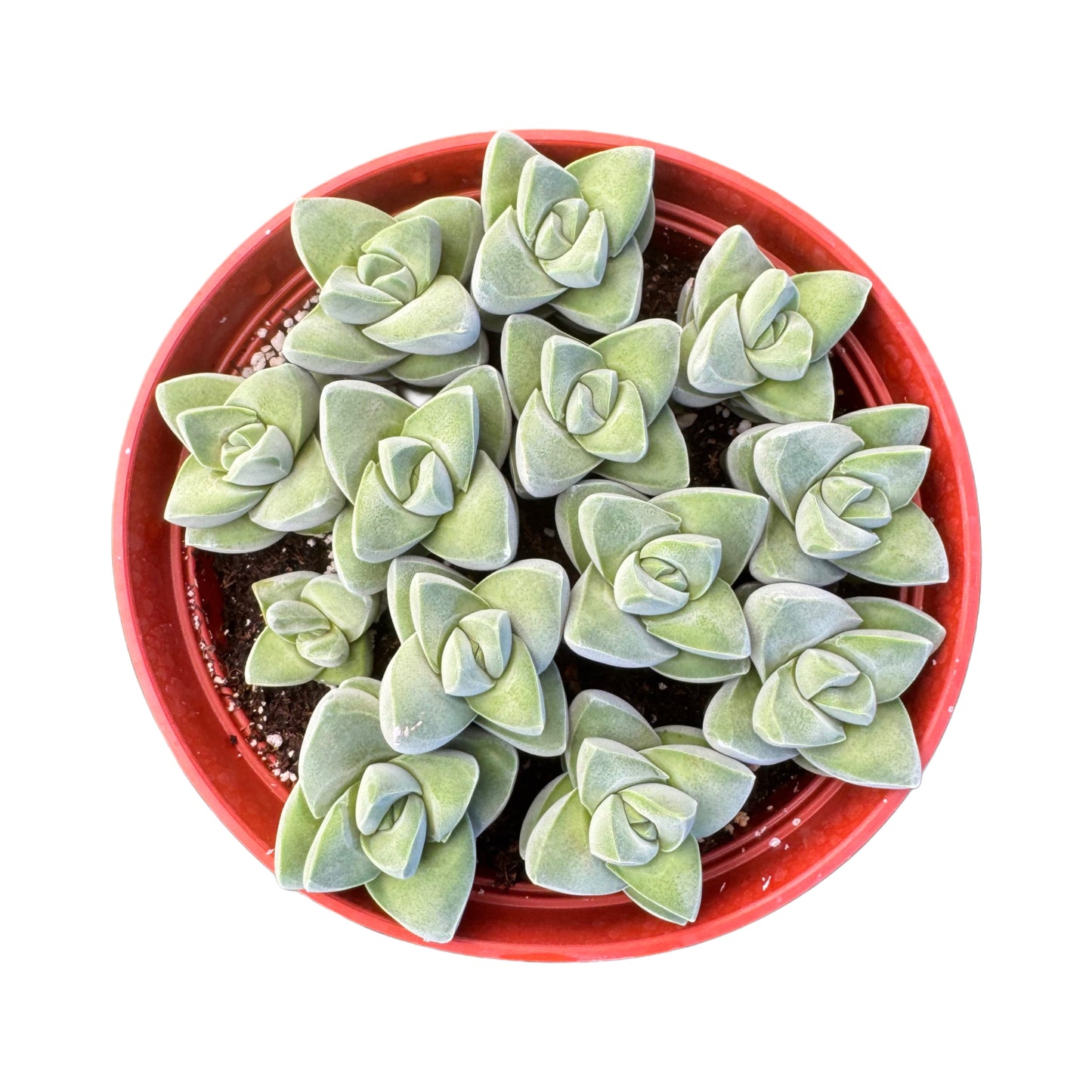 Crassula 'Moonglow'