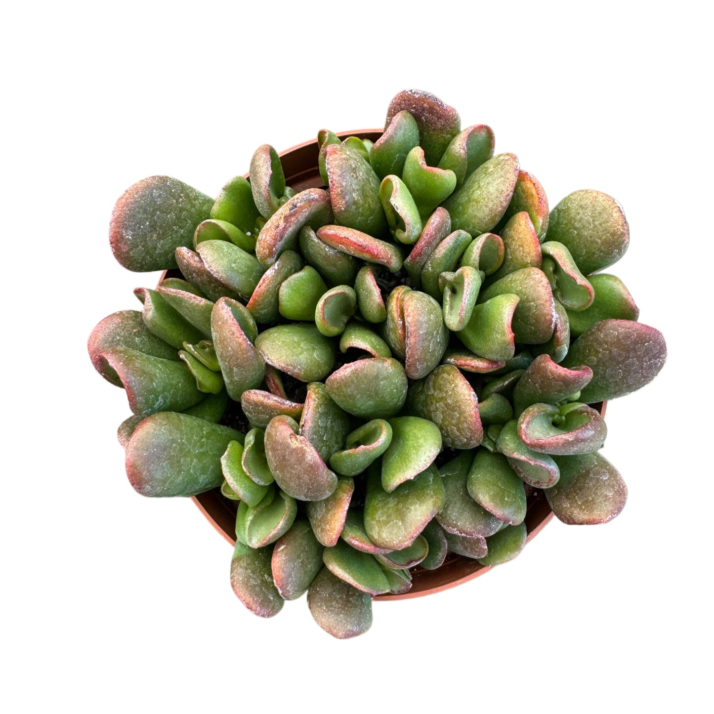 Crassula ovata 'Ogre's Ear'