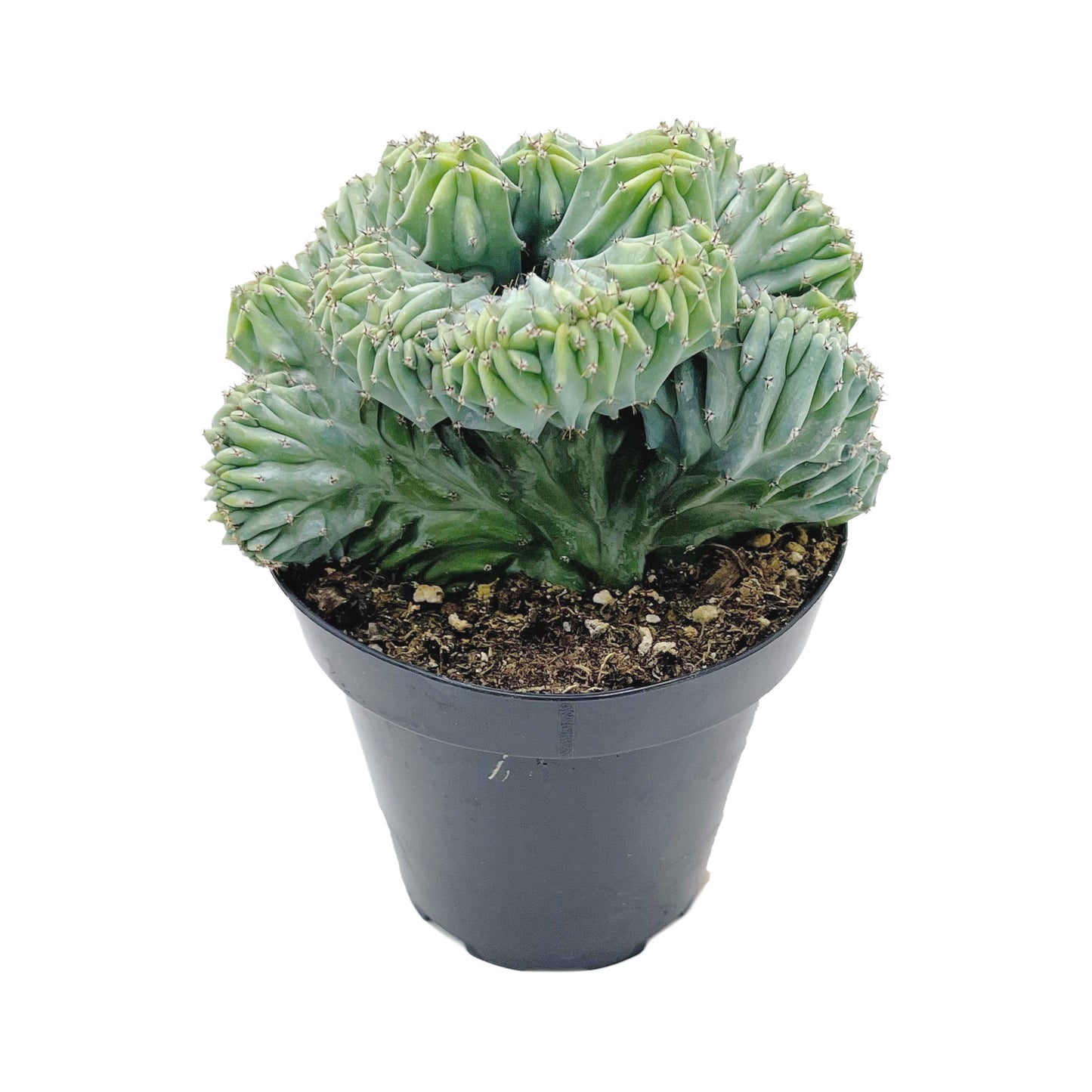 Myrtillocactus geometrizans cristata