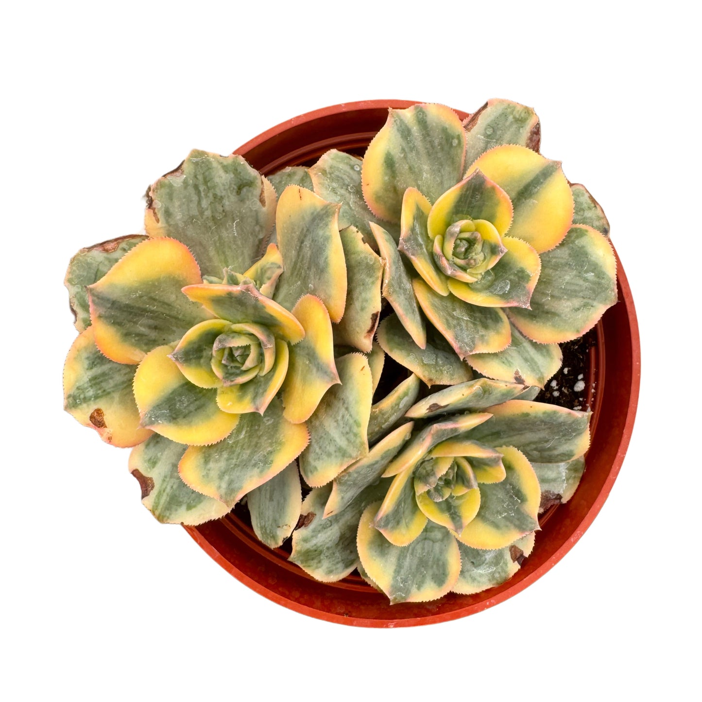 Aeonium davidbramwellii 'Sunburst'