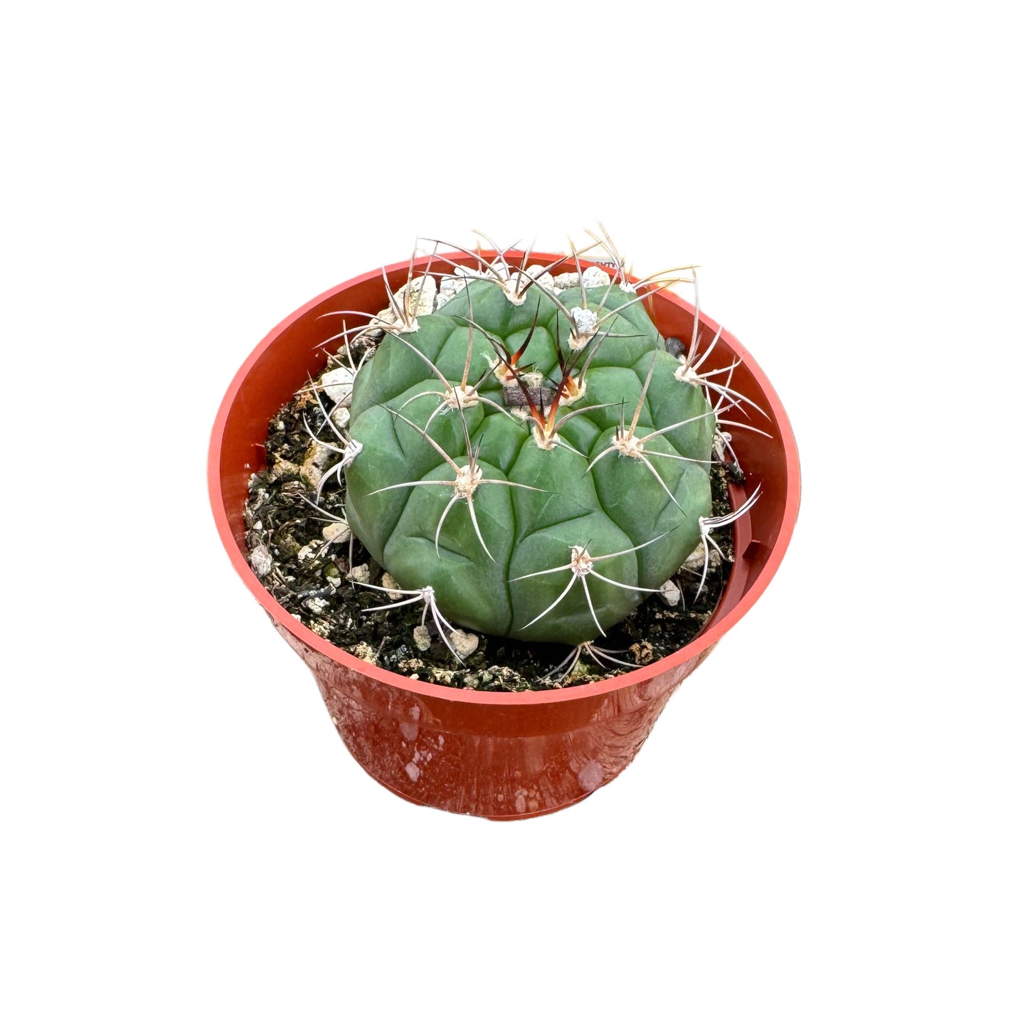 Gymnocalycium saglionis