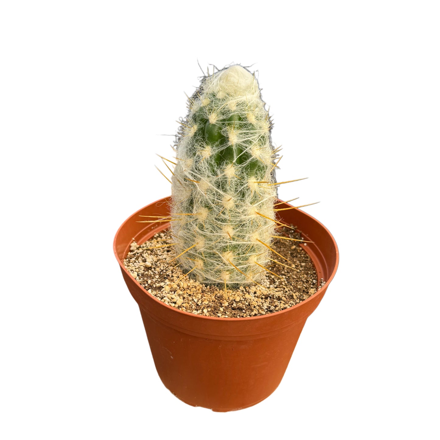 Espostoa melanostele