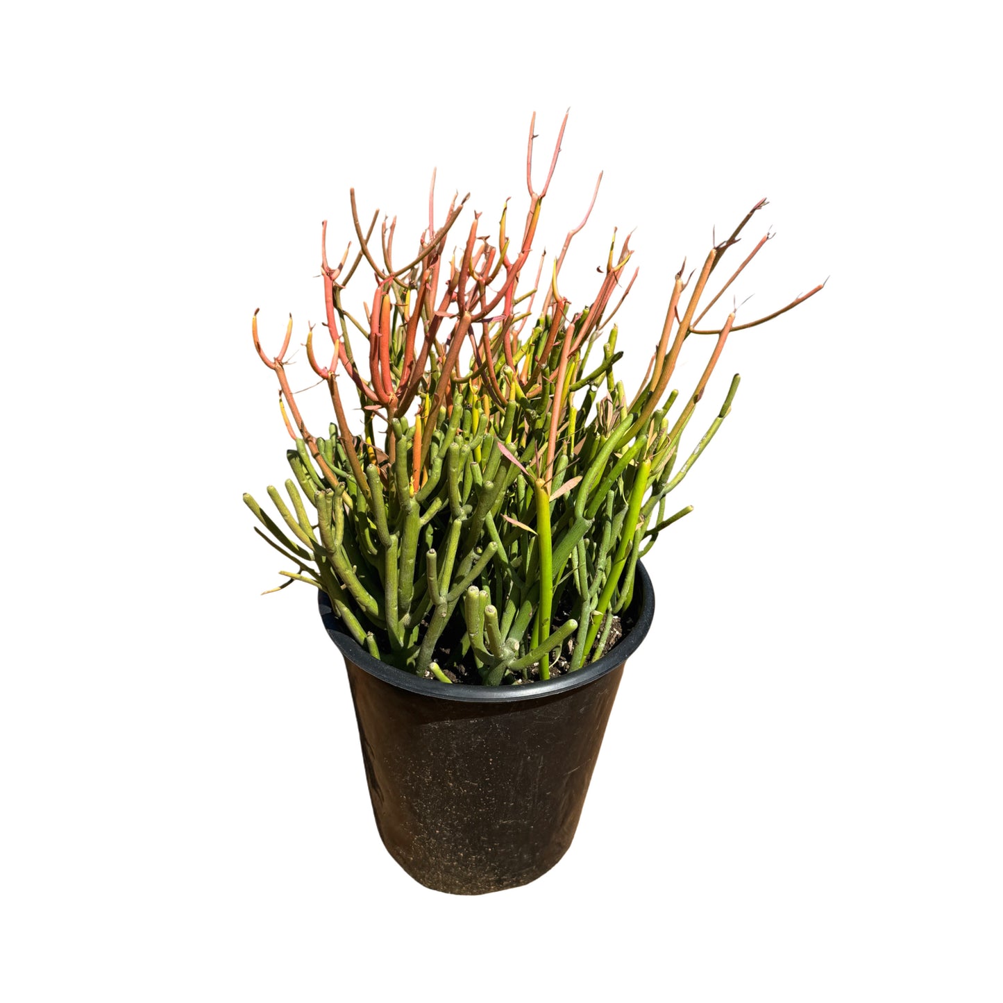 Euphorbia tirucalli