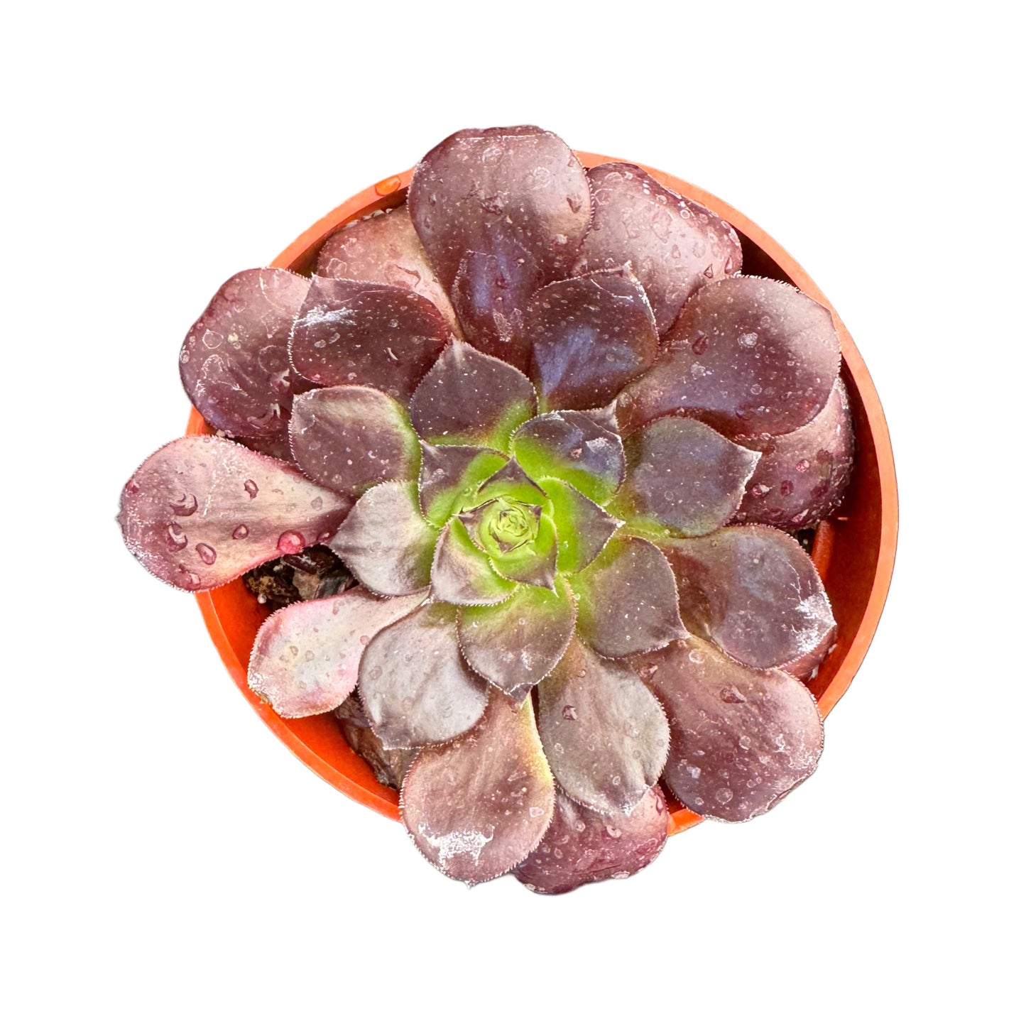 Aeonium arboreum 'Zwartkop'