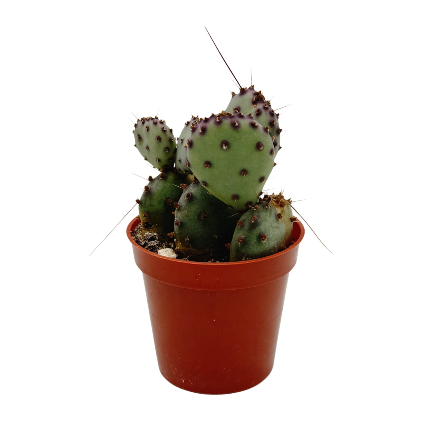 Opuntia macrocentra