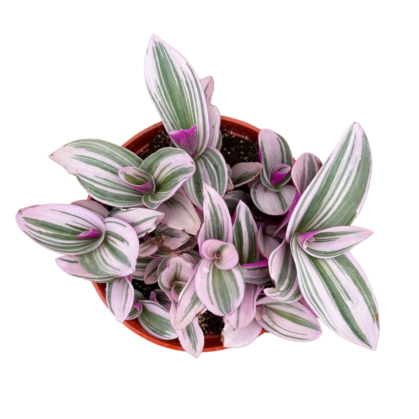 Tradescantia fluminensis Nanouk