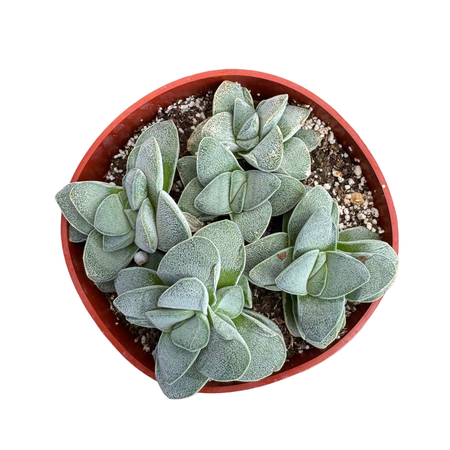 Crassula 'Silver Springtime'