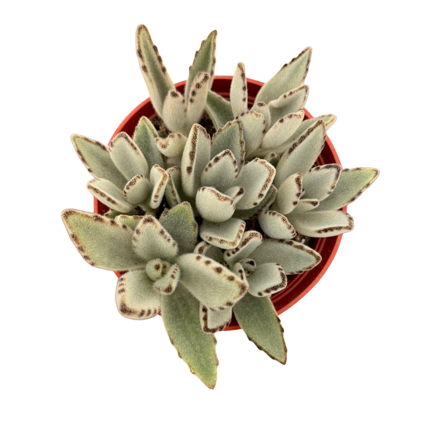 Kalanchoe tomentosa