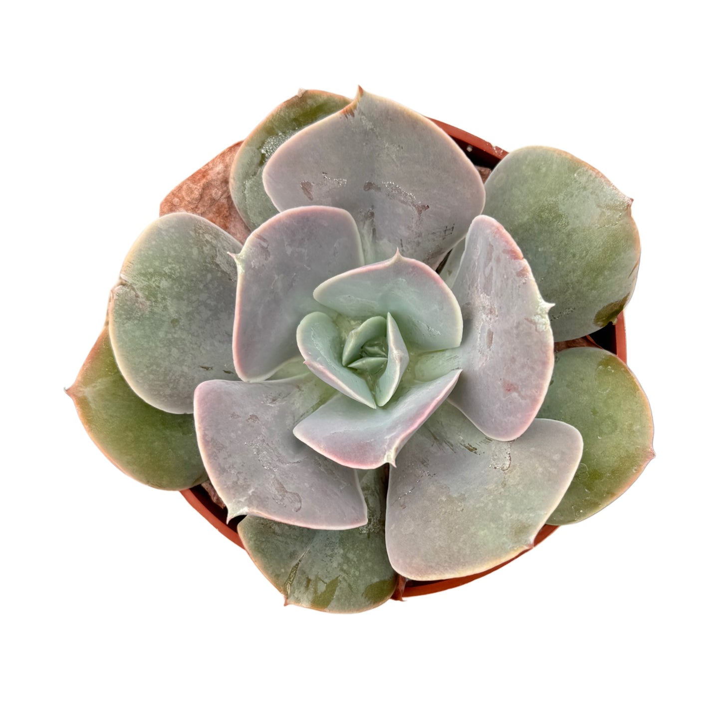 Echeveria 'Cream Puff'