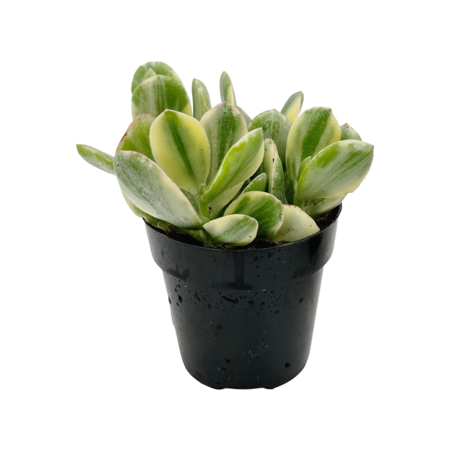Crassula ovata 'Tricolor'