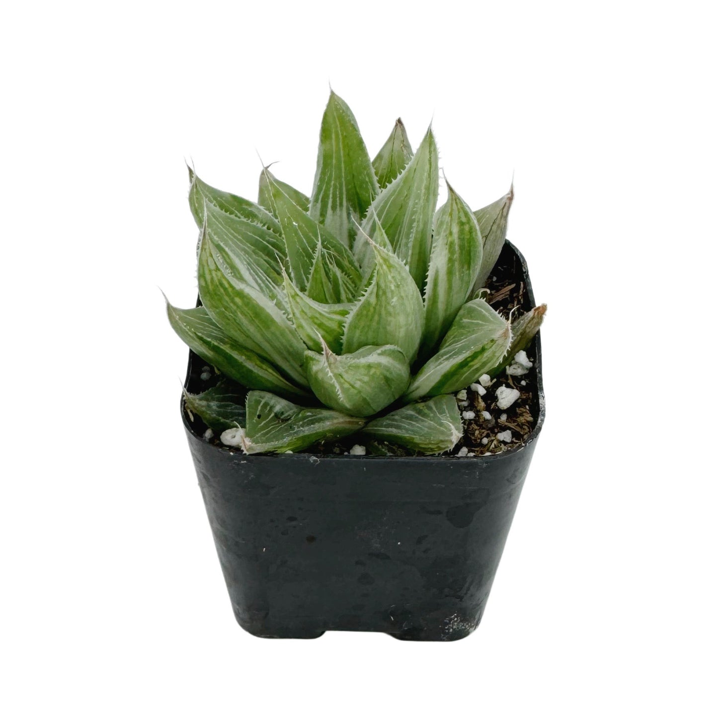 Haworthia retusa 'White Ghost'
