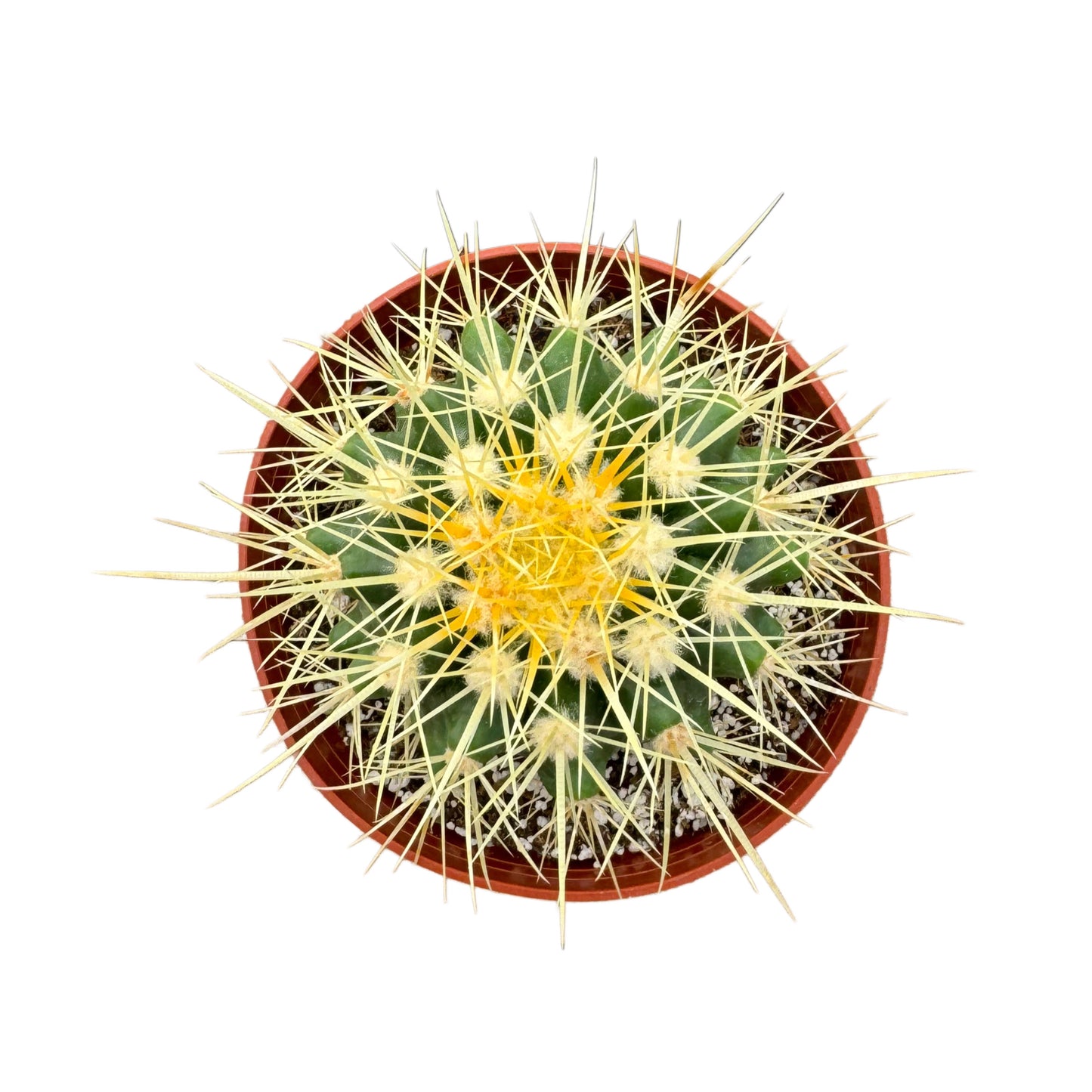 Echinocactus grusonii