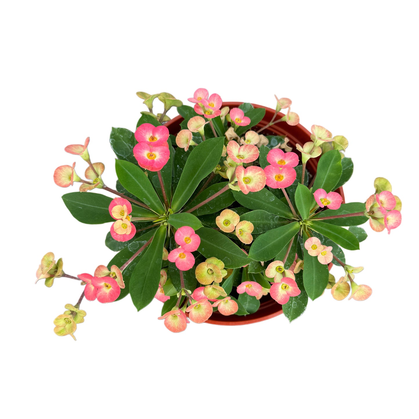 Euphorbia milli (Pink)