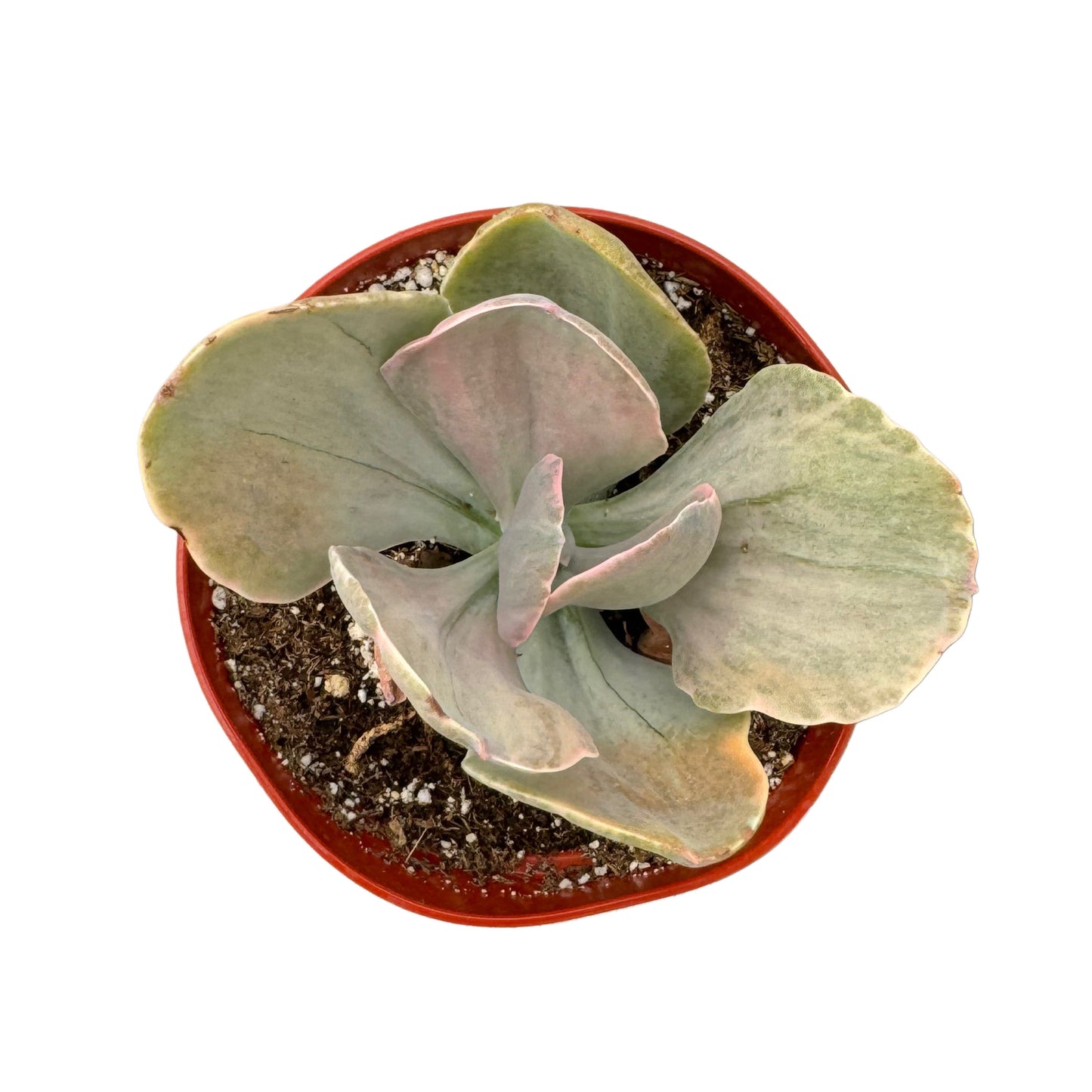 Echeveria 'Decora' variegata