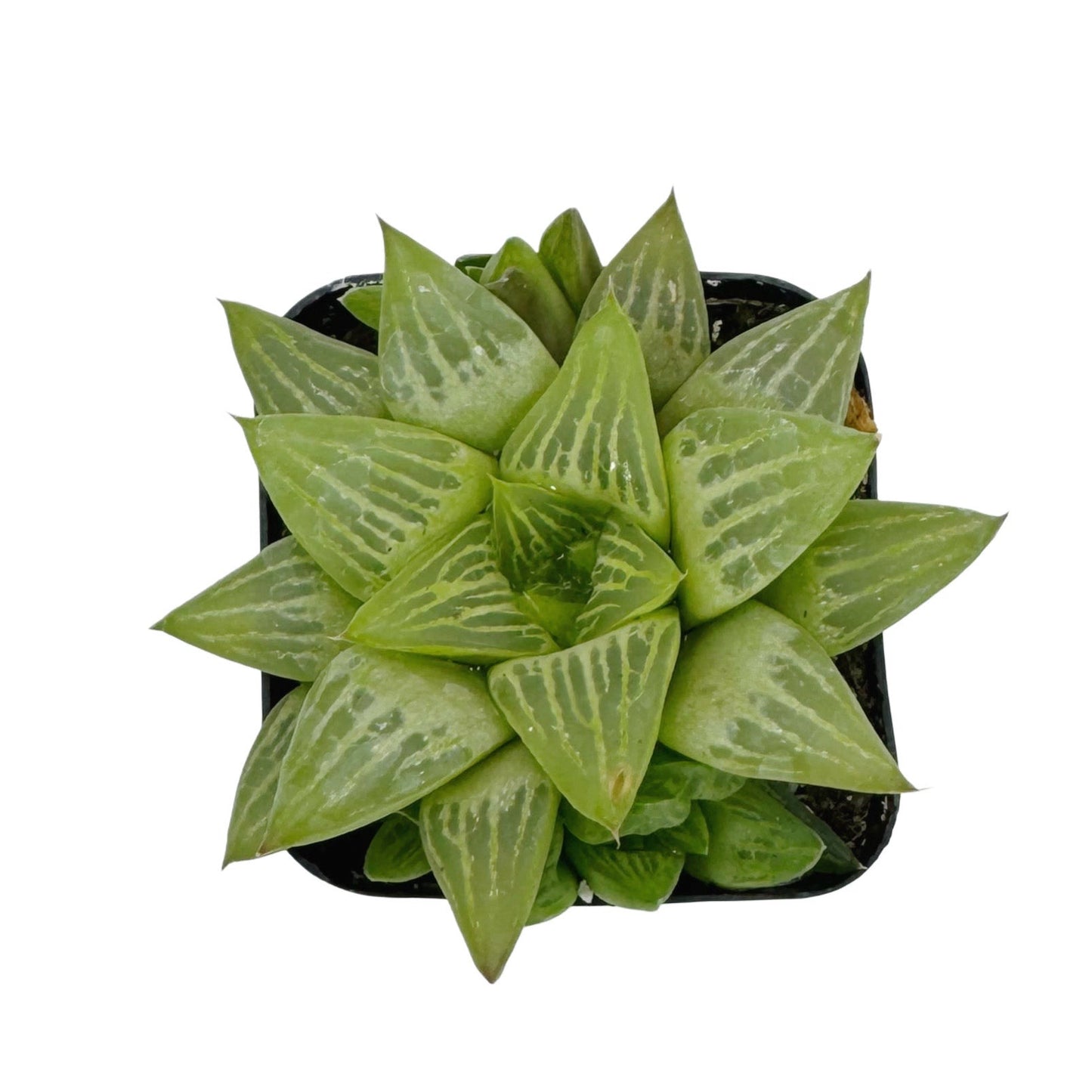 Haworthia retusa f. geraldii