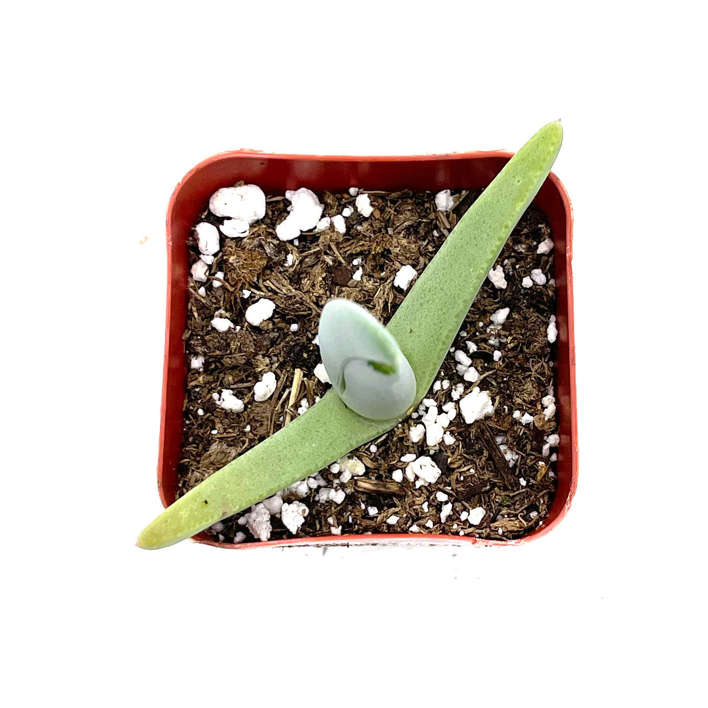 Cheiridopsis candidissima