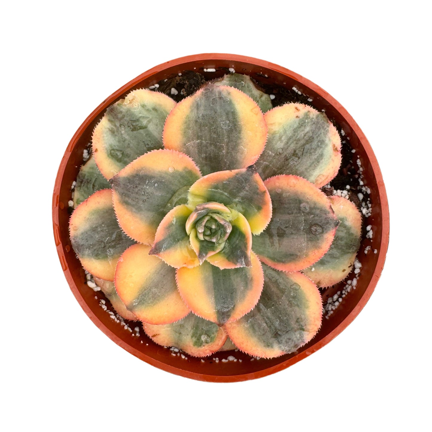 Aeonium davidbramwellii 'Sunburst'