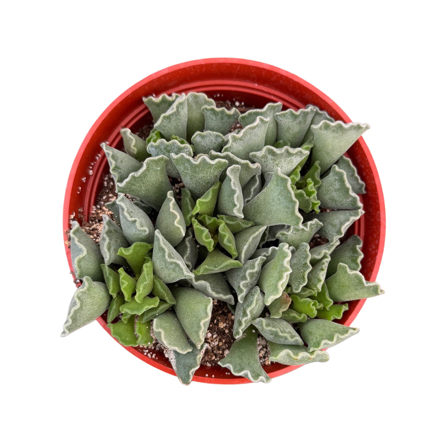 Adromischus cristatus