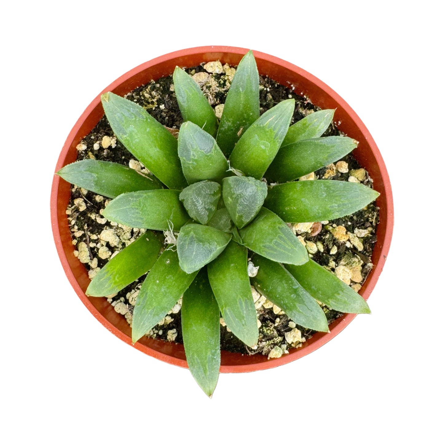 Haworthia 'Harry johnson'
