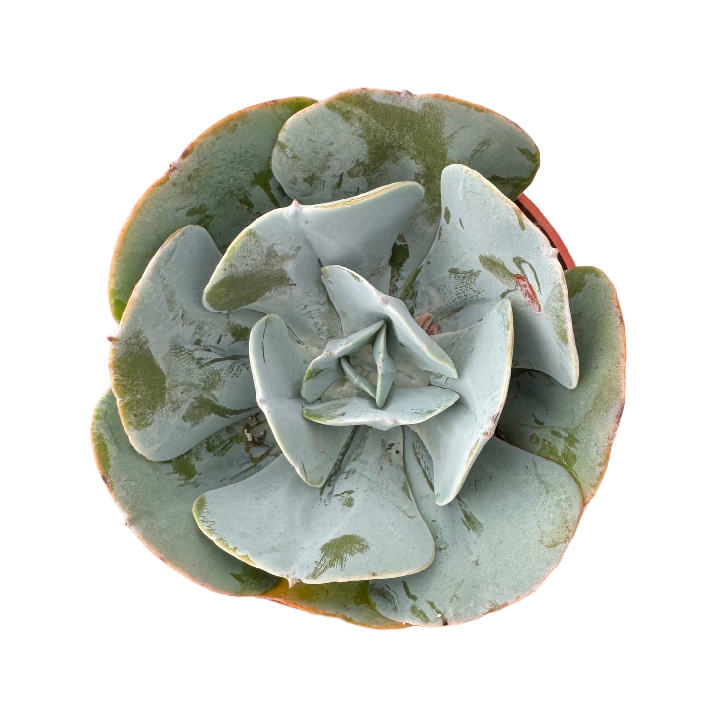 Echeveria 'Blue Dude'