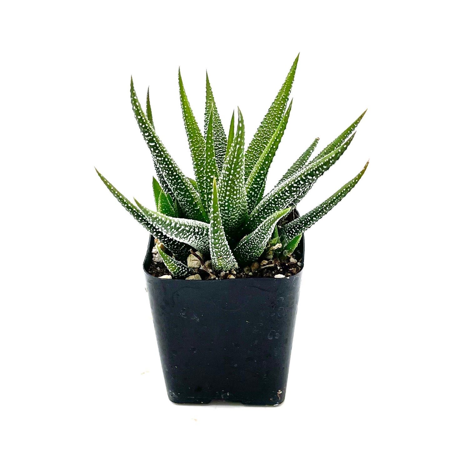 Haworthia attenuata concolor