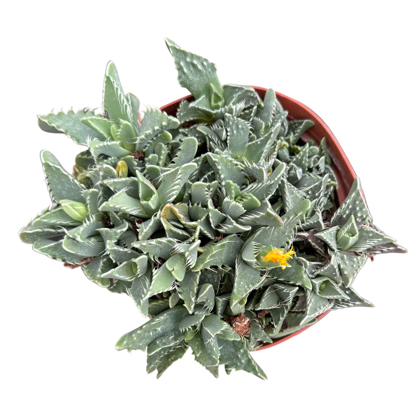 Faucaria felina