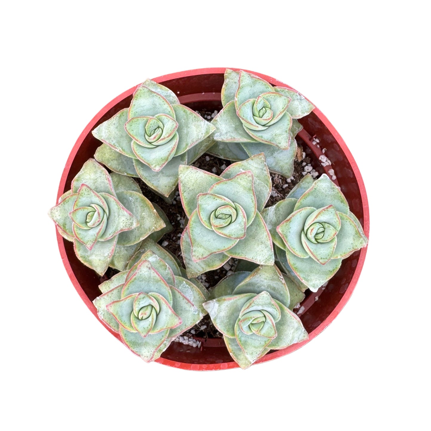 Crassula perforata