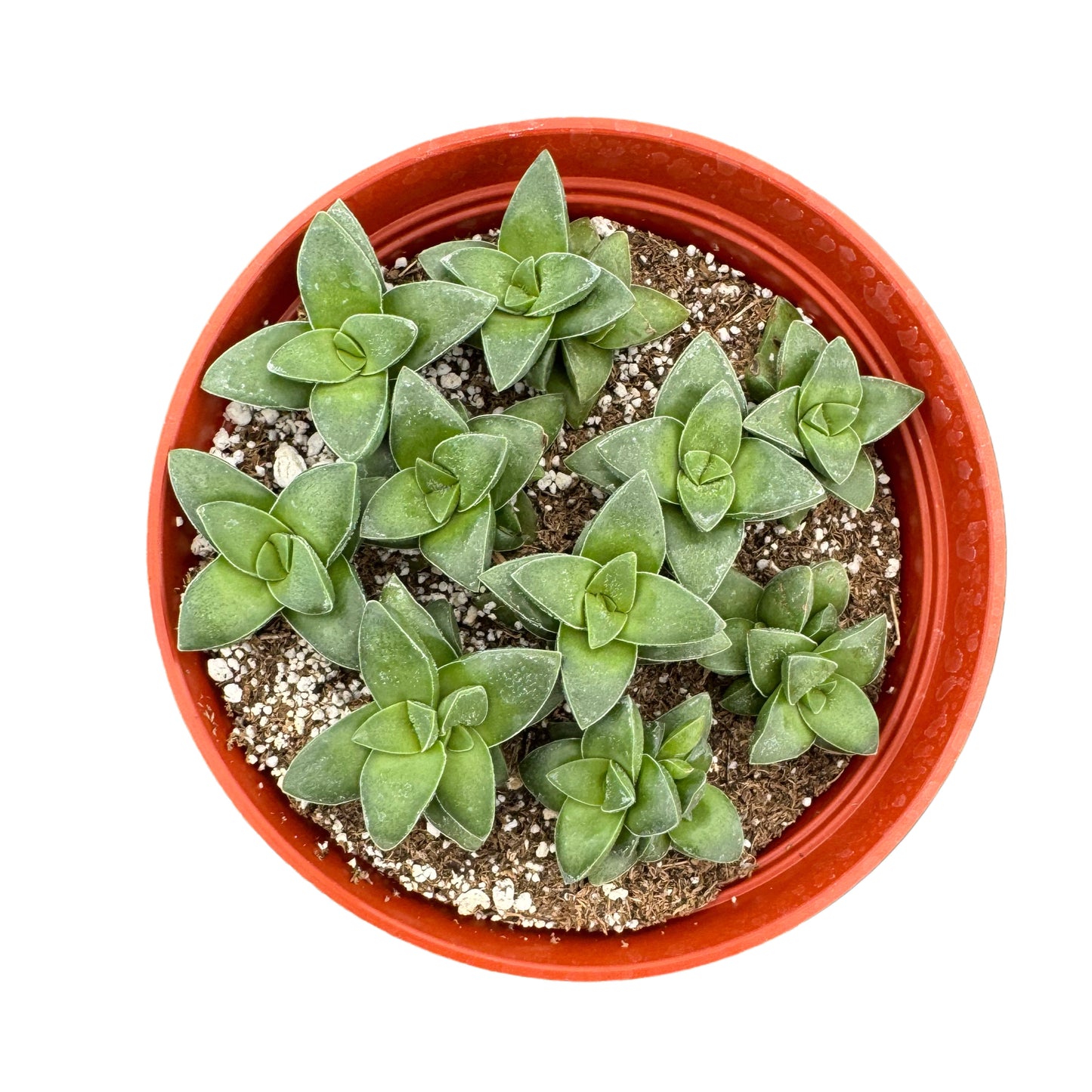 Crassula 'Springtime'