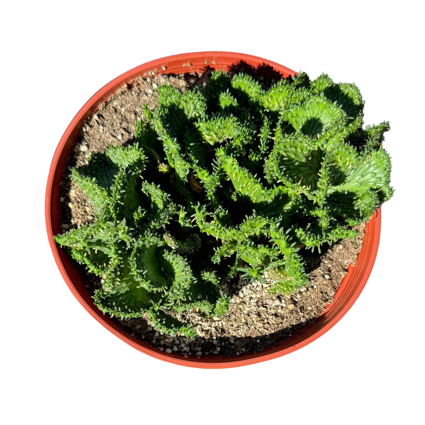Euphorbia flanaganii cristata