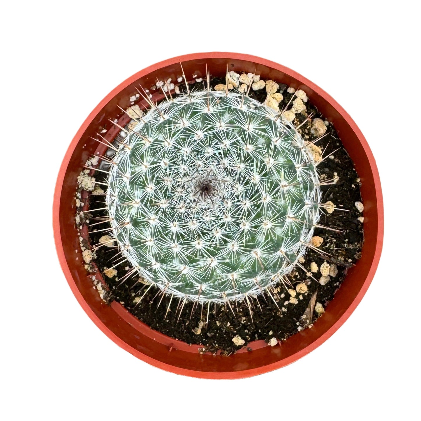 Mammillaria elegans