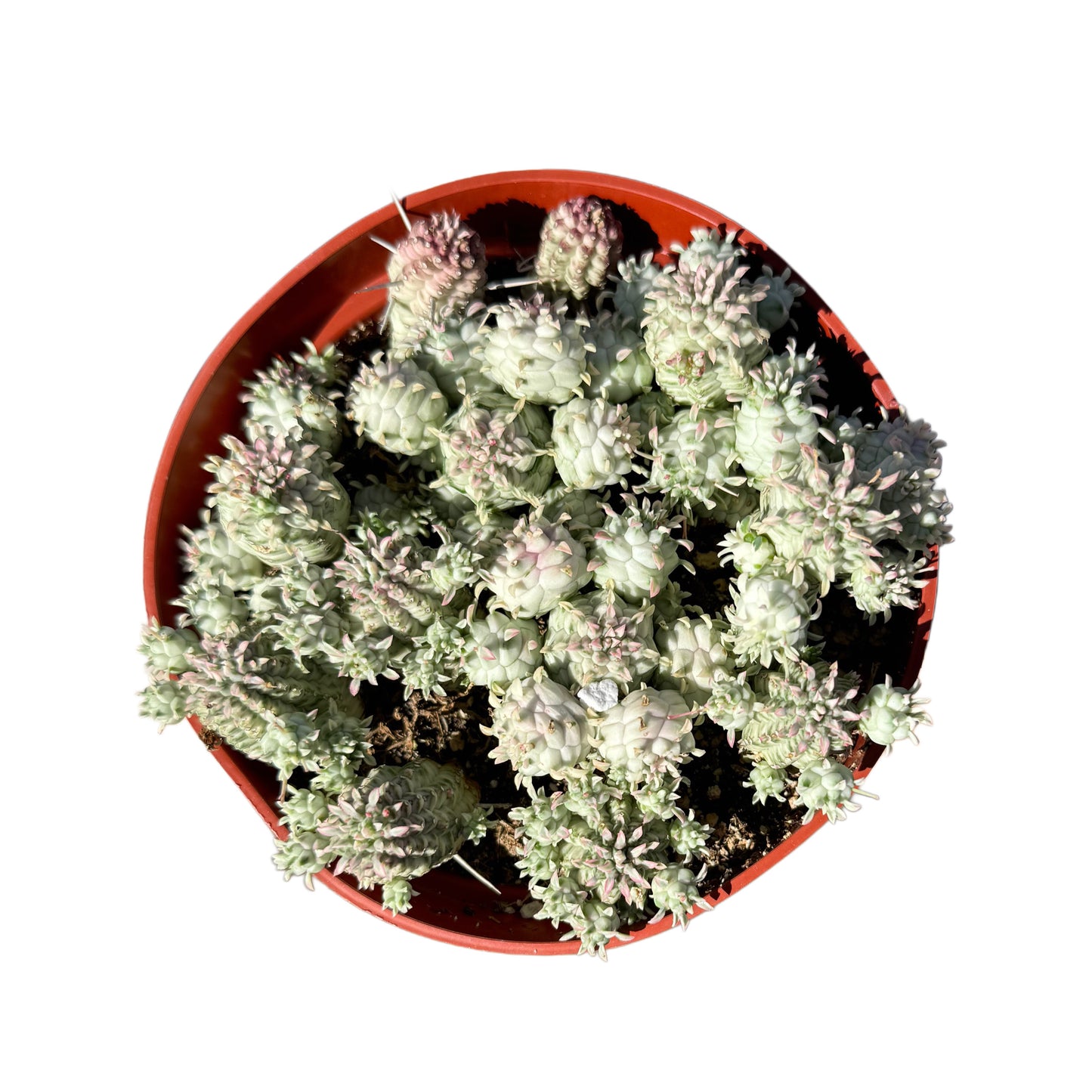 Euphorbia mammillaris varigegata