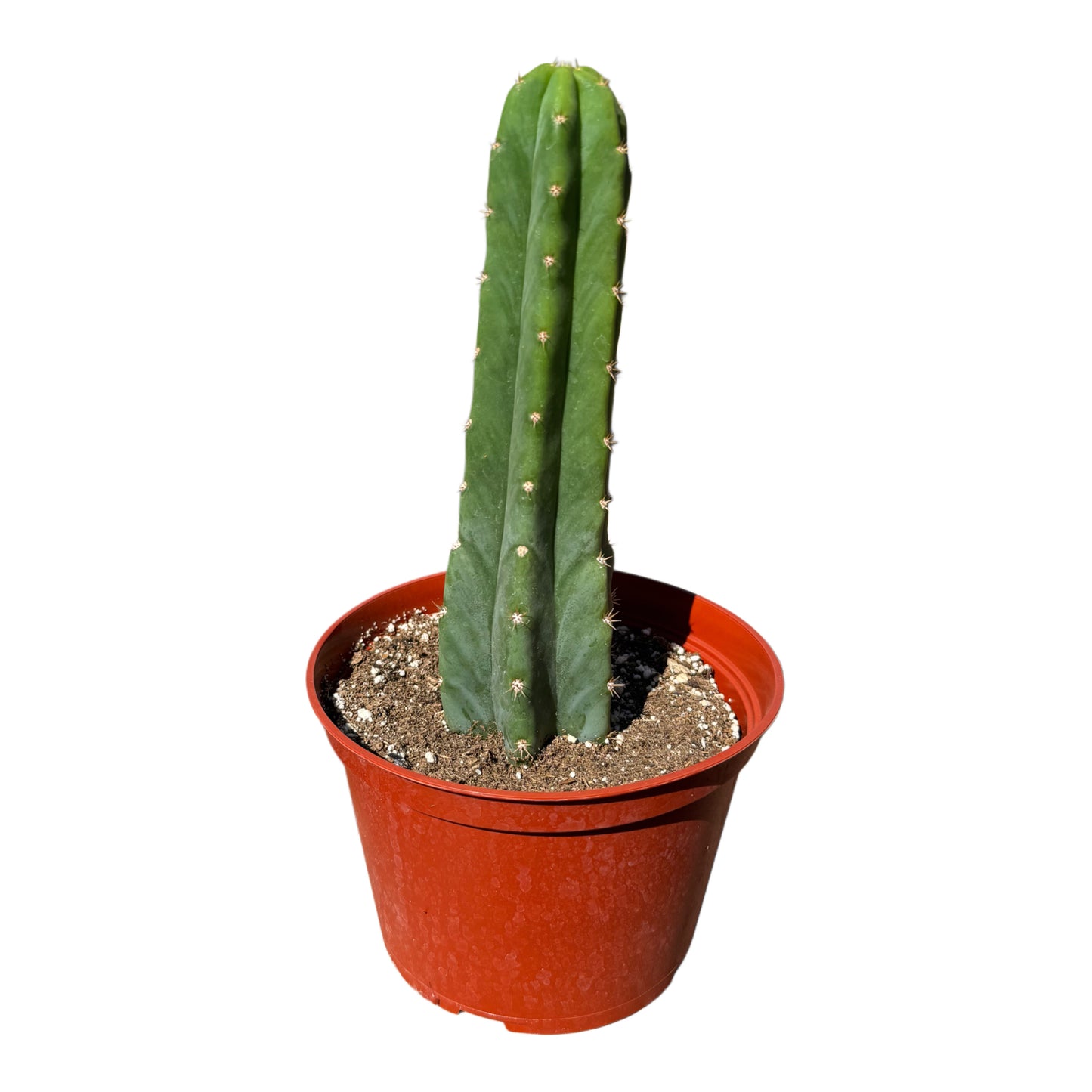 Trichocereus pachanoi