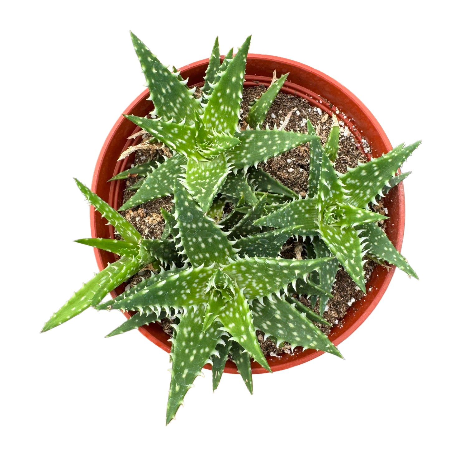 Aloe 'Minnie Belle'