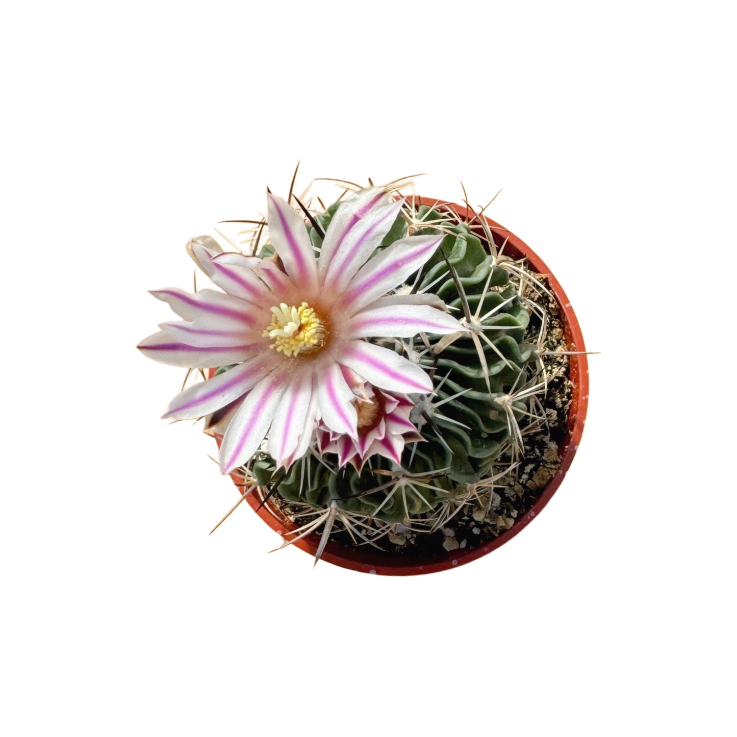 Stenocactus multicostatus