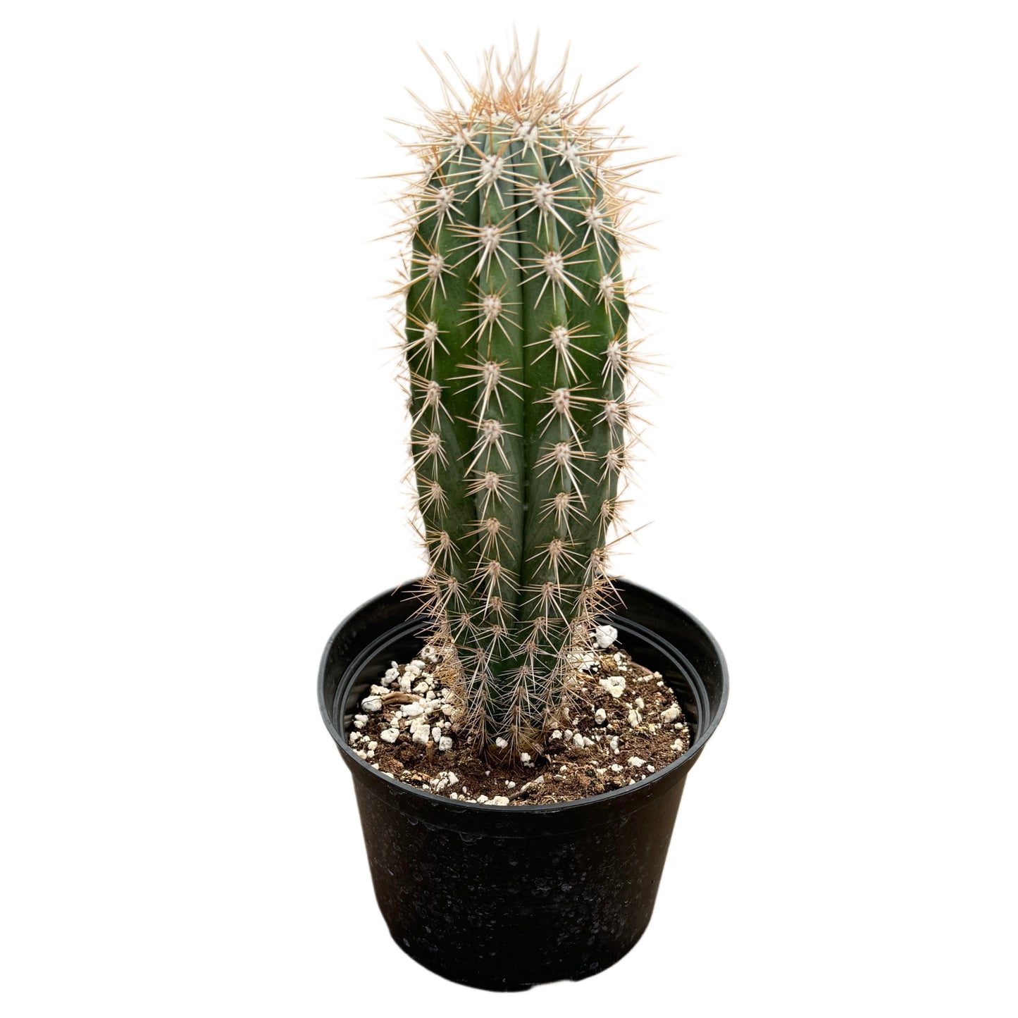 Pachycereus pringlei