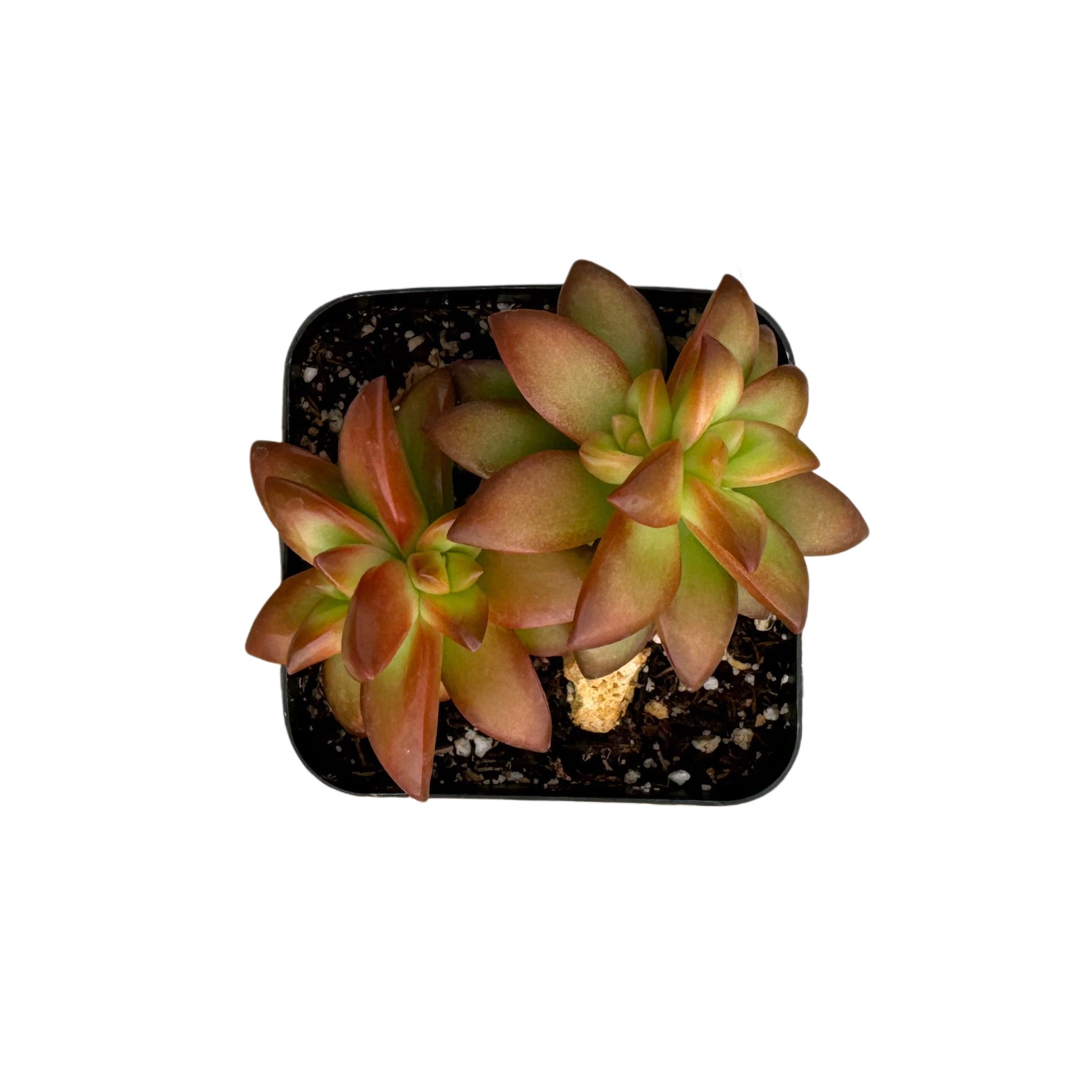 Sedum Adolphi ‘Shooting Star’ – In Succulent Love - Foto 10
