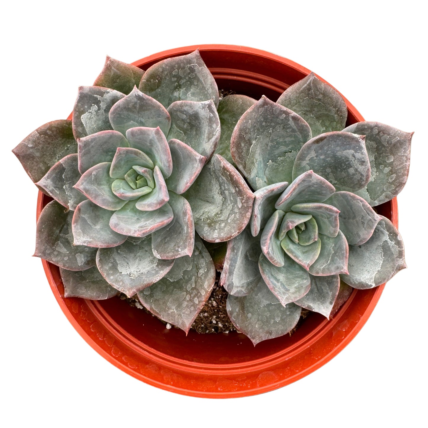 Echeveria 'Blue Prince'