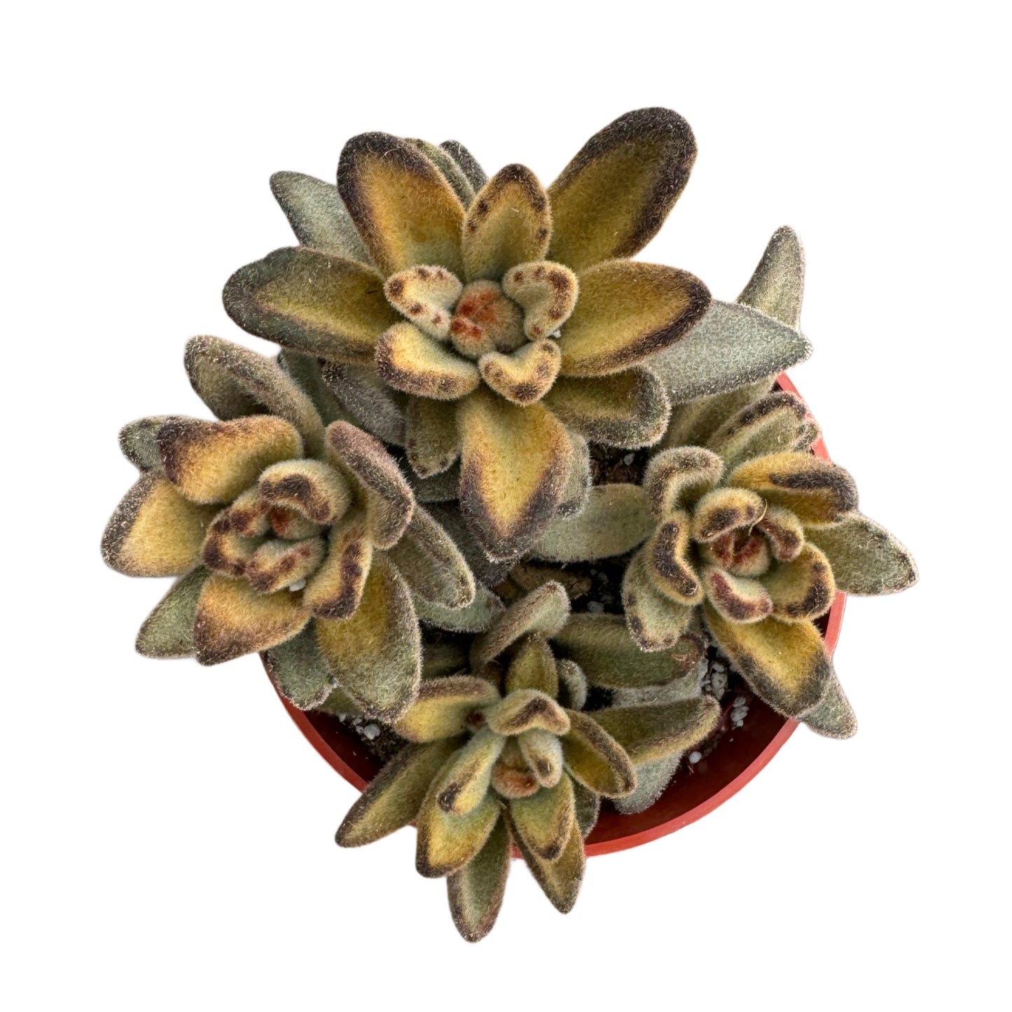 Kalanchoe tomentosa 'Chocolate Solider'