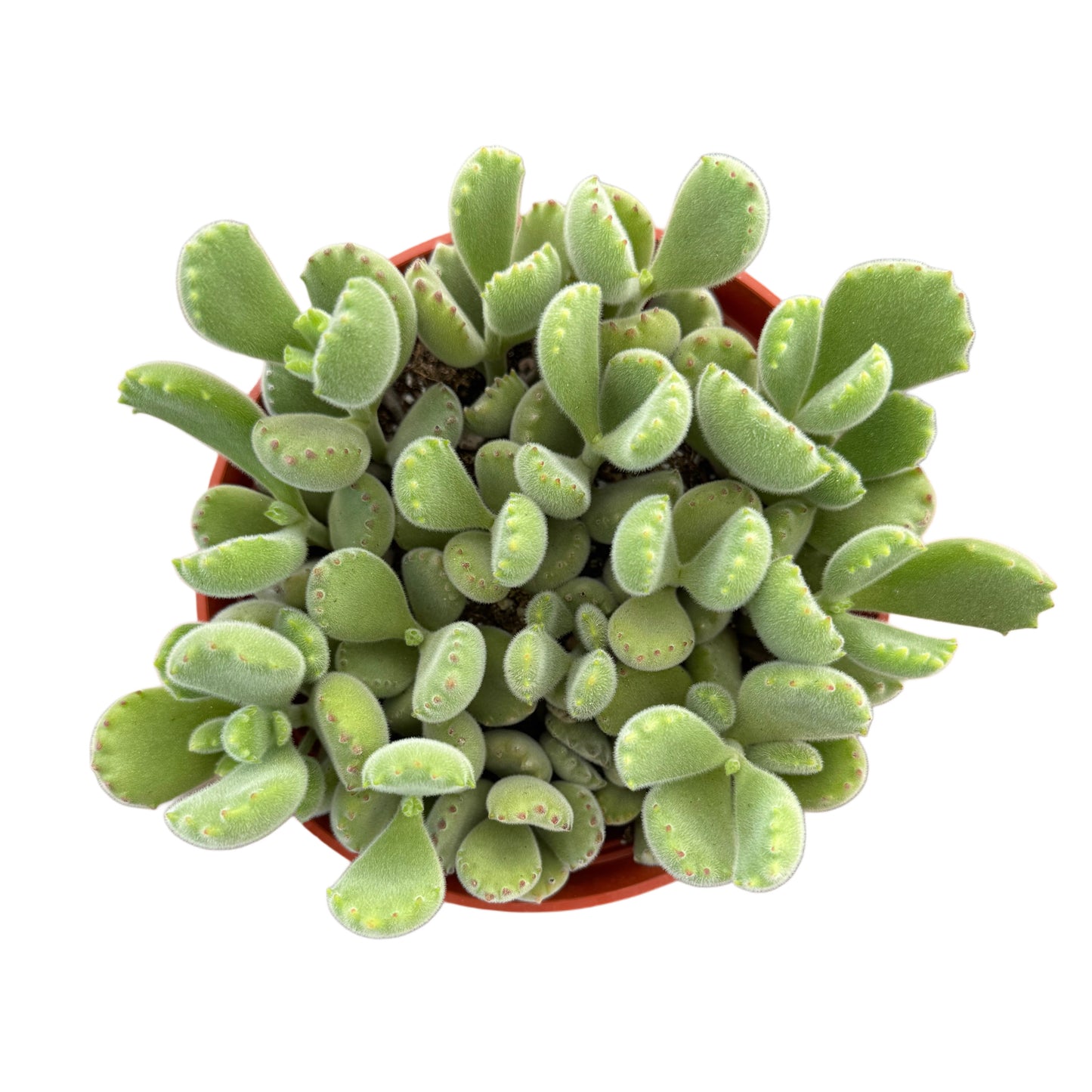 Cotyledon tomentosa