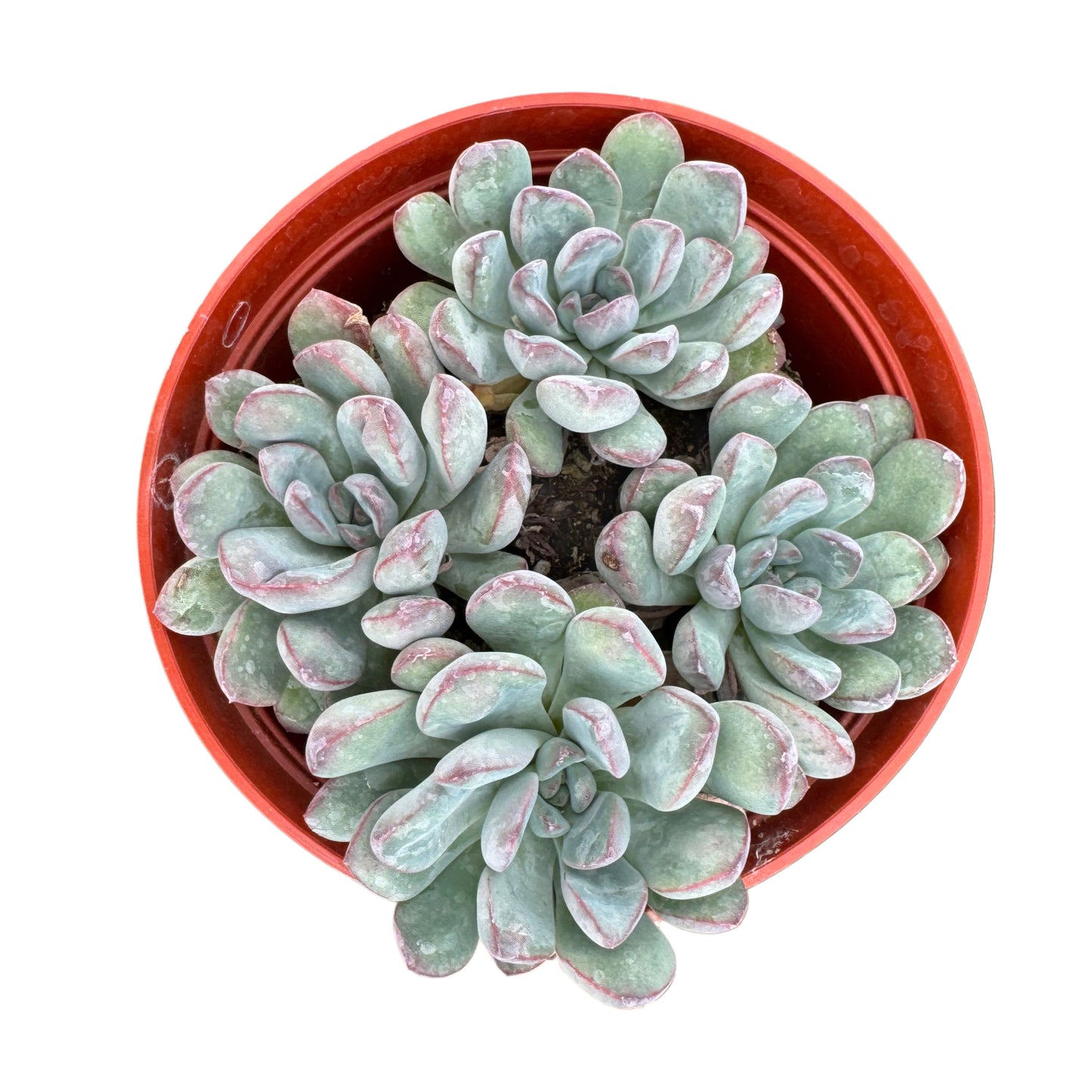 Echeveria pulidonis