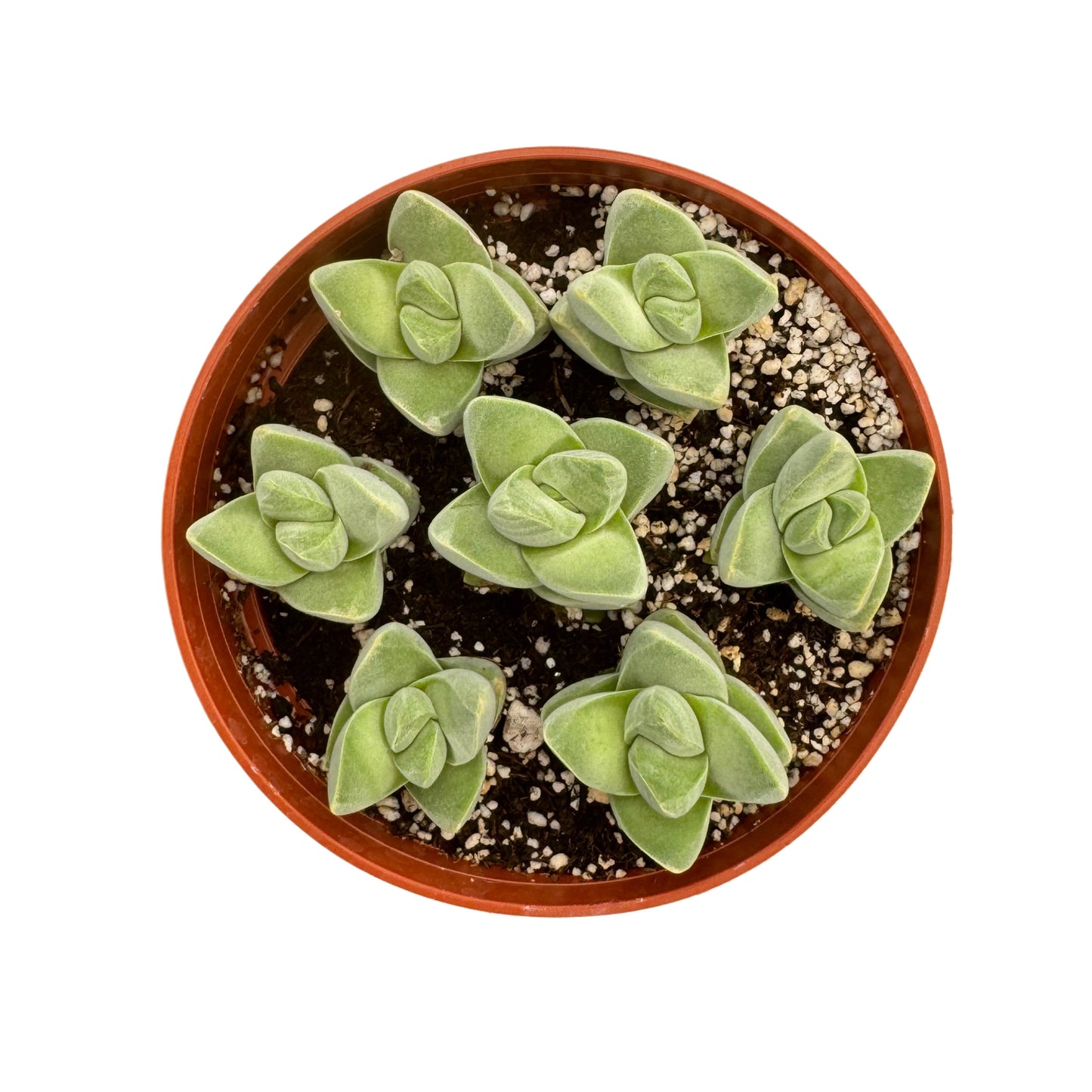 Crassula 'Moonglow'