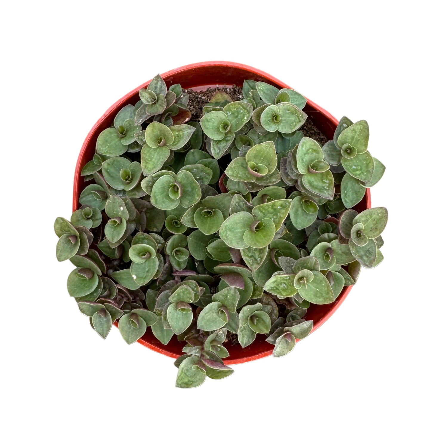 Callisia repens